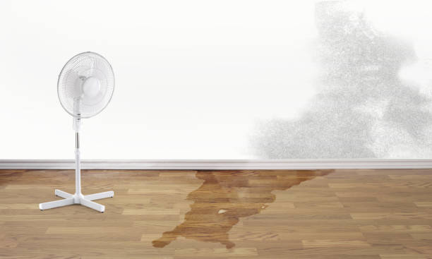 Best Water damage contractors near me  in Fayette, AL