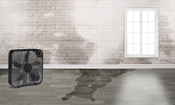 Best Professional water damage repair  in Fayette, AL